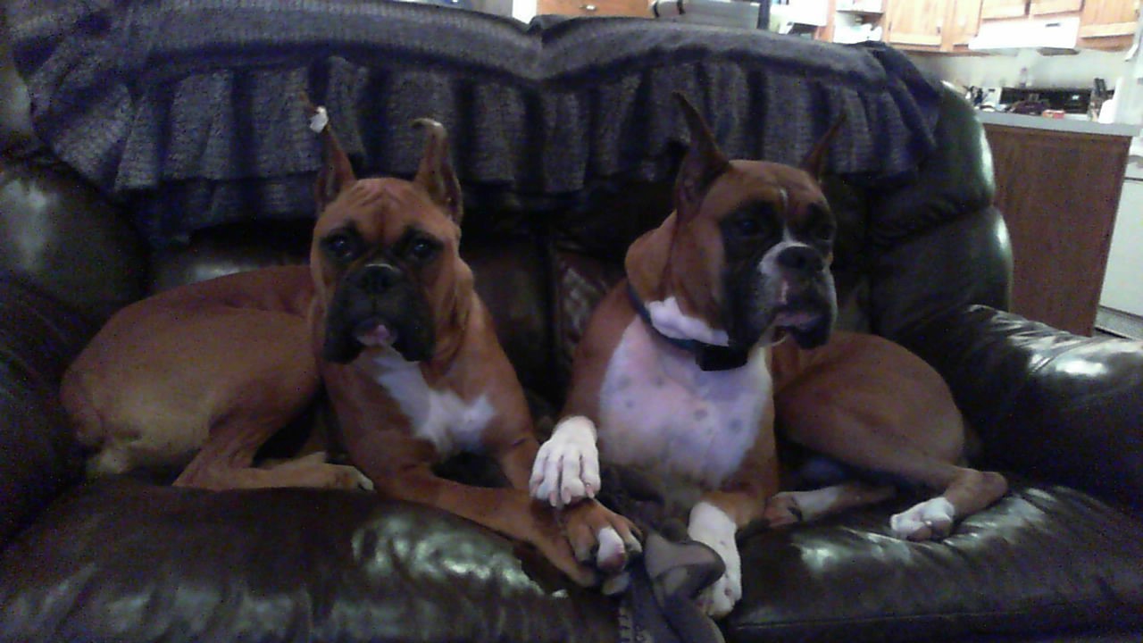 Reservoir Veterinary Hospital Shokan, NY Meet The Doctors